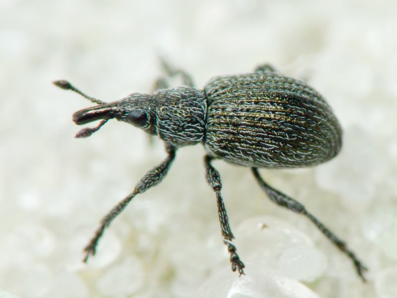 Pseudoperapion brevirostre (Herbst, 1797)
